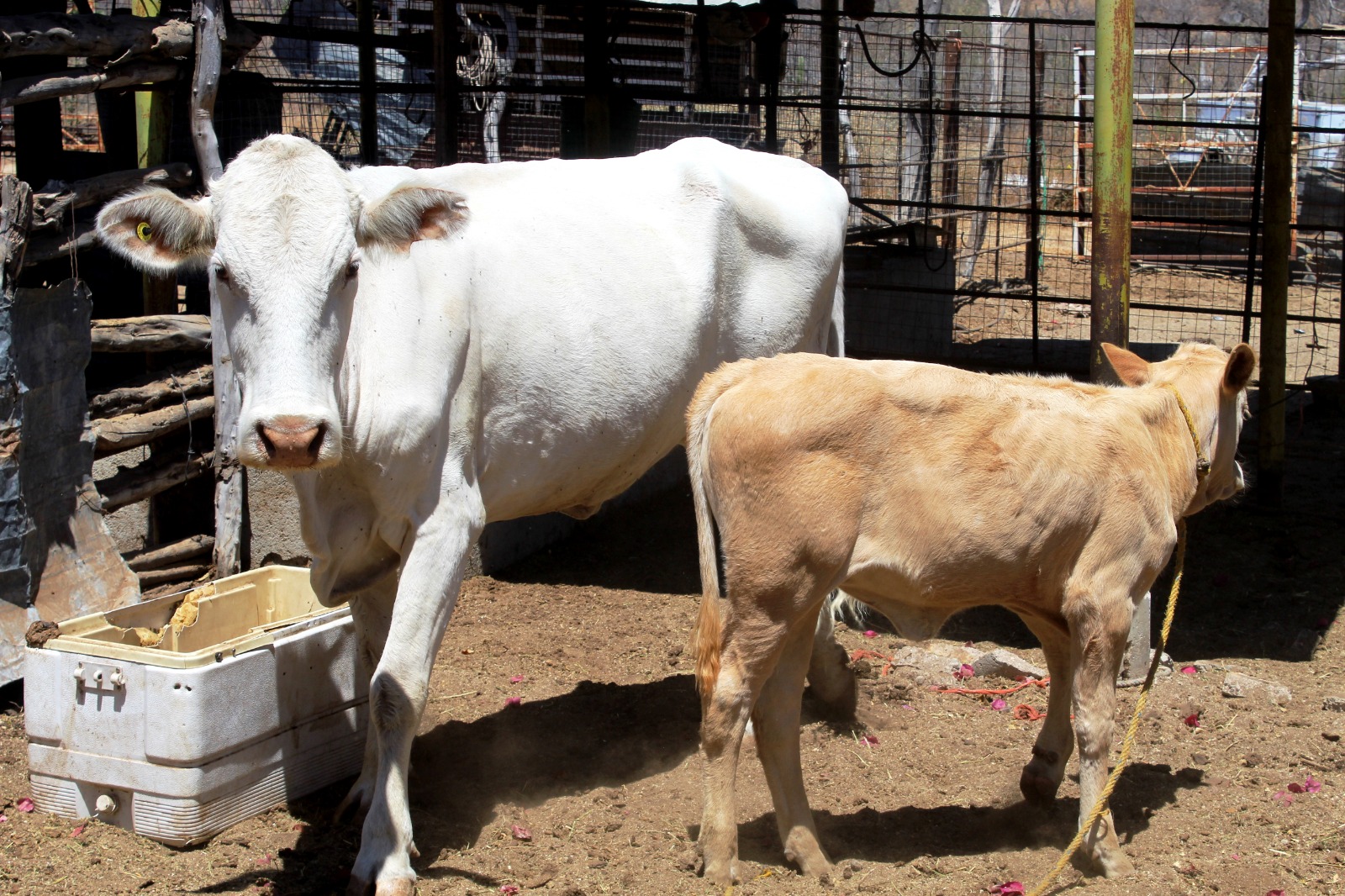 ANUNCIA JABB 7 MDP EN SANIDAD ANIMAL PARA EL ÚLTIMO TRIMESTRE DEL AÑO ...